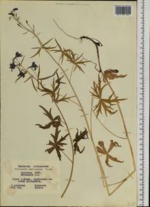 Delphinium cheilanthum Fisch. ex DC., Siberia, Yakutia (S5) (Russia)