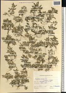 Gnaphalium rossicum Kirp., Eastern Europe, Middle Volga region (E8) (Russia)