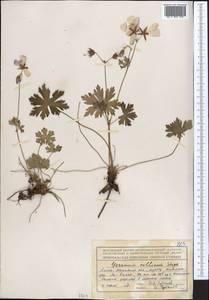 Geranium collinum Stephan ex Willd., Middle Asia, Northern & Central Tian Shan (M4) (Kazakhstan)