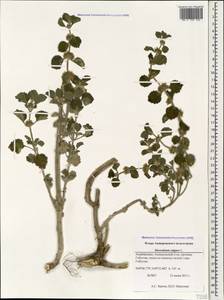 Marrubium vulgare L., Caucasus, Azerbaijan (K6) (Azerbaijan)