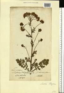 Jacobaea erucifolia subsp. erucifolia, Eastern Europe, Lithuania (E2a) (Lithuania)