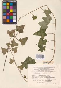 Hedera helix L., Eastern Europe, West Ukrainian region (E13) (Ukraine)