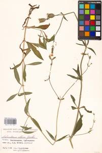 Silene latifolia subsp. alba (Miller) Greuter & Burdet, Eastern Europe, Moscow region (E4a) (Russia)