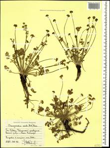 Chamaesciadium acaule (M. Bieb.) Boiss., Caucasus, Stavropol Krai, Karachay-Cherkessia & Kabardino-Balkaria (K1b) (Russia)