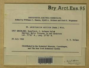 Anoectangium aestivum (Hedw.) Mitt., Bryophytes, Bryophytes - America (BAm) (Greenland)