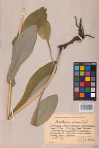 Bupleurum aureum Fisch., Eastern Europe, Eastern region (E10) (Russia)