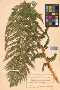 Polystichum microchlamys (Christ) Matsum., Siberia, Russian Far East (S6) (Russia)