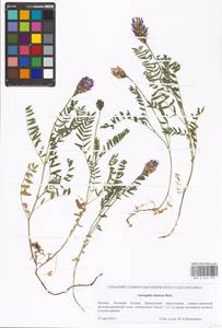 Astragalus danicus Retz., Eastern Europe, Moscow region (E4a) (Russia)