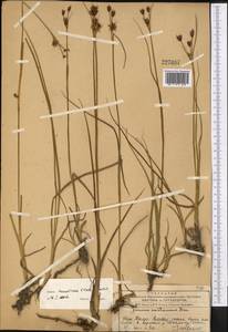 Juncus macrantherus V. I. Krecz. & Gontsch., Middle Asia, Western Tian Shan & Karatau (M3) (Kazakhstan)