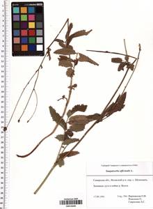 Sanguisorba officinalis L., Eastern Europe, Middle Volga region (E8) (Russia)