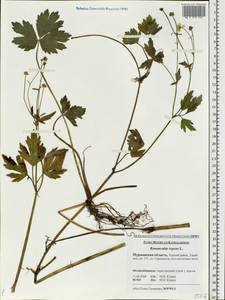 Ranunculus repens L., Eastern Europe, Northern region (E1) (Russia)