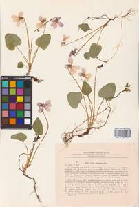 Viola uliginosa Besser, Eastern Europe, Central region (E4) (Russia)
