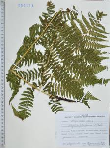 Athyrium filix-femina (L.) Roth, Siberia, Russian Far East (S6) (Russia)