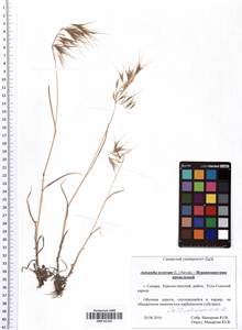 Bromus tectorum L., Eastern Europe, Middle Volga region (E8) (Russia)