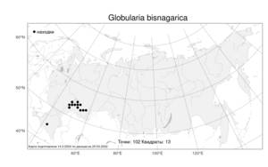 Globularia bisnagarica L., Atlas of the Russian Flora (FLORUS) (Russia)