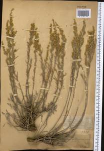 Artemisia sublessingiana (Keller) Krasch. ex Poljakov, Middle Asia, Dzungarian Alatau & Tarbagatai (M5) (Kazakhstan)