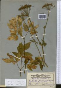 Aegopodium tadshikorum Schischk., Middle Asia, Western Tian Shan & Karatau (M3) (Kazakhstan)
