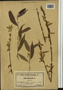 Salix babylonica L., Western Europe (EUR) (Poland)