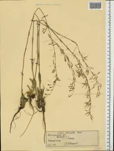 Silene chlorantha (Willd.) Ehrh., Eastern Europe, Volga-Kama region (E7) (Russia)