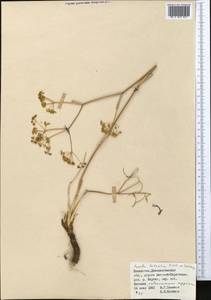 Ferula tatarica Fisch. ex Spreng., Middle Asia, Muyunkumy, Balkhash & Betpak-Dala (M9) (Kazakhstan)