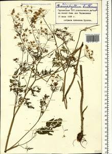 Chaerophyllum bulbosum L., Caucasus, Georgia (K4) (Georgia)