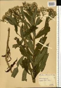 Senecio sarracenicus L., Eastern Europe, Moscow region (E4a) (Russia)