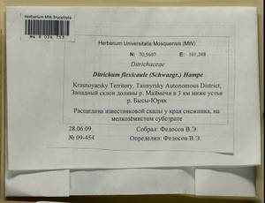 Flexitrichum flexicaule (Schwägr.) Ignatov & Fedosov, Bryophytes, Bryophytes - Krasnoyarsk Krai, Tyva & Khakassia (B17) (Russia)