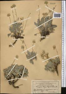 Psychrogeton olgae (Regel & Schmalh.) Novopokr. ex Nevski, Middle Asia, Western Tian Shan & Karatau (M3) (Kazakhstan)
