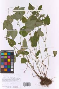 Viola × neglecta F.W.Schmidt, Eastern Europe, Moscow region (E4a) (Russia)