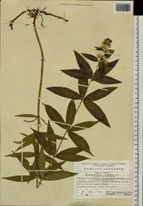 Lysimachia vulgaris L., Eastern Europe, Eastern region (E10) (Russia)
