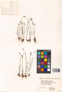 Gagea bulbifera (Pall.) Salisb., Eastern Europe, Lower Volga region (E9) (Russia)