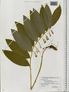 Polygonatum multiflorum (L.) All., Eastern Europe, Central forest-and-steppe region (E6) (Russia)