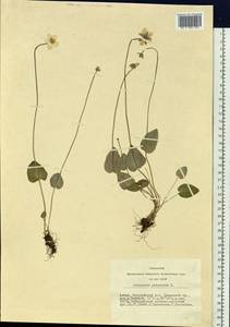 Parnassia palustris L., Siberia, Altai & Sayany Mountains (S2) (Russia)