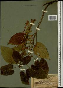 Salvia glutinosa L., Caucasus, Azerbaijan (K6) (Azerbaijan)