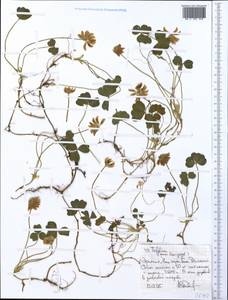 Trifolium, Africa (AFR) (Ethiopia)