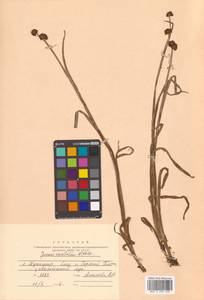 Juncus ensifolius Wikstr., Siberia, Russian Far East (S6) (Russia)