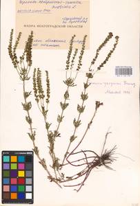 MHA 0 160 233, Veronica austriaca subsp. jacquinii (Baumg.) Watzl, Eastern Europe, Lower Volga region (E9) (Russia)