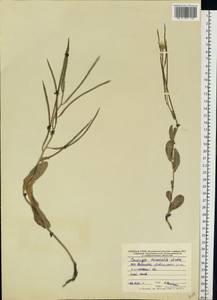 Conringia orientalis (L.) Dumort., Eastern Europe, Central forest-and-steppe region (E6) (Russia)