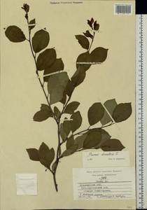Prunus domestica L., Eastern Europe, Central region (E4) (Russia)
