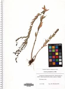 Linaria genistifolia (L.) Mill., Eastern Europe, Middle Volga region (E8) (Russia)