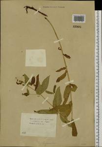 Lysimachia vulgaris L., Siberia, Baikal & Transbaikal region (S4) (Russia)