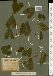Calystegia sepium (L.) R. Br., Eastern Europe, South Ukrainian region (E12) (Ukraine)