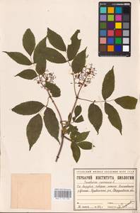 Sambucus racemosa L., Eastern Europe, Eastern region (E10) (Russia)