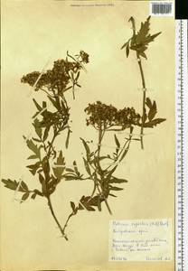 Patrinia rupestris (Pall.) Juss., Siberia, Russian Far East (S6) (Russia)