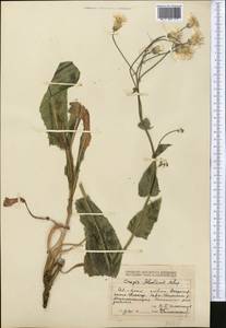 Crepis darvazica Krasch., Middle Asia, Dzungarian Alatau & Tarbagatai (M5) (Kazakhstan)