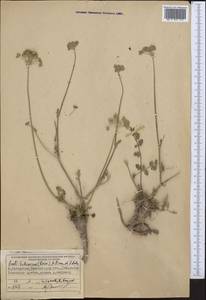 Libanotis turkestanensis M. Hiroe, Middle Asia, Western Tian Shan & Karatau (M3) (Kazakhstan)
