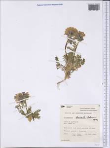 Polemonium boreale Adams, America (AMER) (Canada)