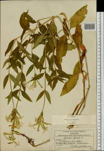 Saponaria officinalis L., Eastern Europe, Moscow region (E4a) (Russia)