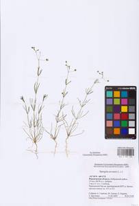 Spergula arvensis L., Eastern Europe, Central forest-and-steppe region (E6) (Russia)