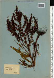 Rumex, Eastern Europe, South Ukrainian region (E12) (Ukraine)